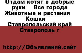 Отдам котят в добрые руки. - Все города Животные и растения » Кошки   . Ставропольский край,Ставрополь г.